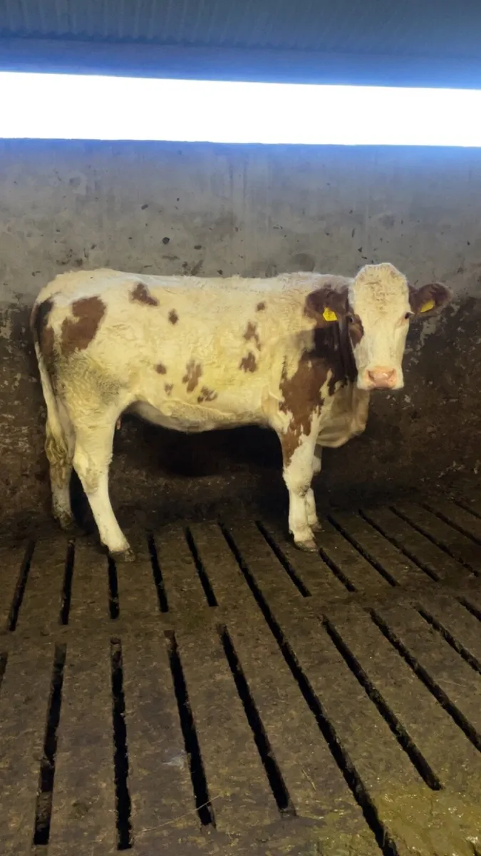 Roan Incalf cow - Image 2