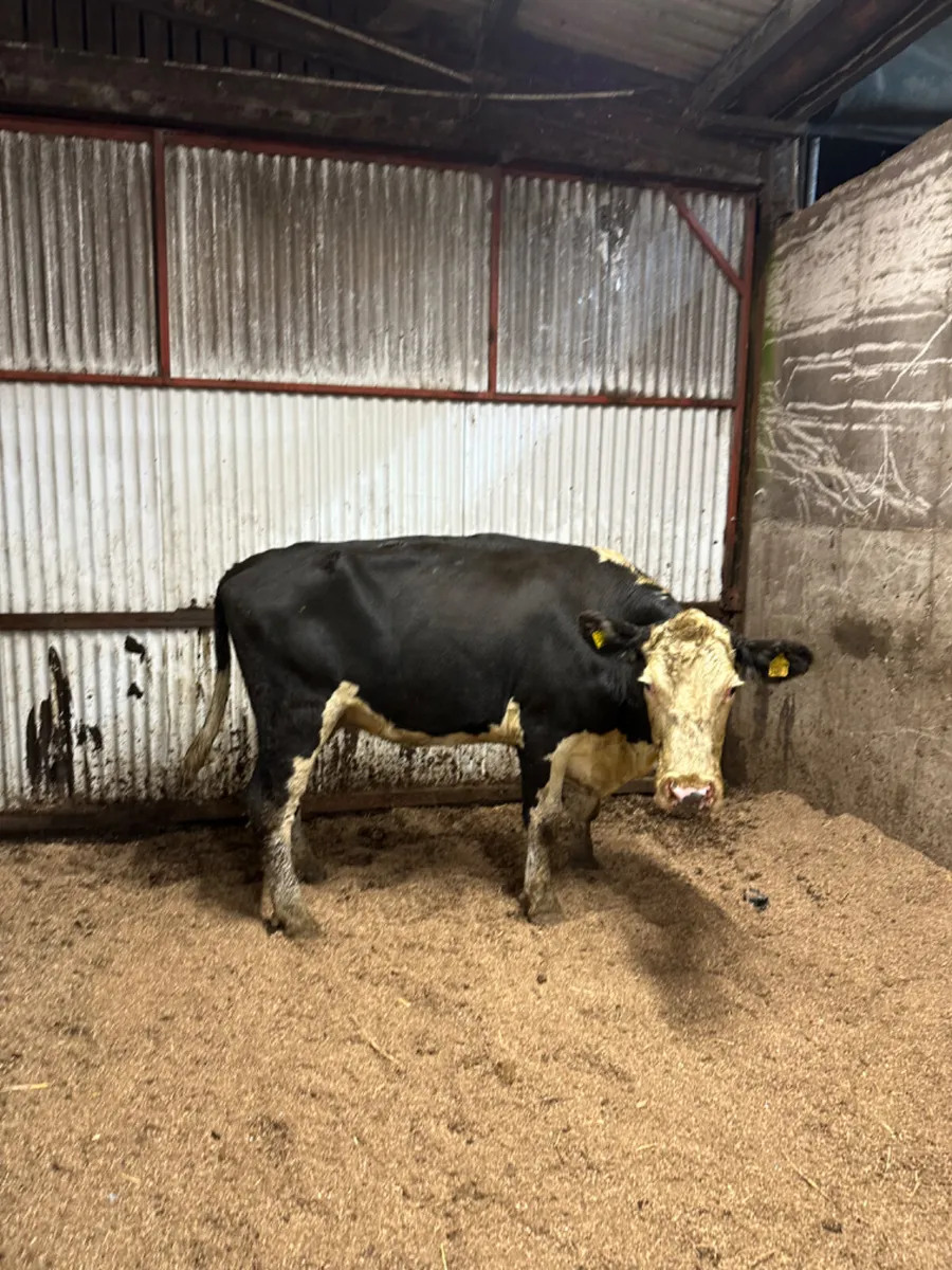 Hereford springing heifer - Image 2