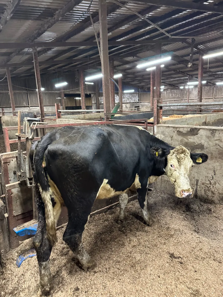 Hereford springing heifer - Image 3