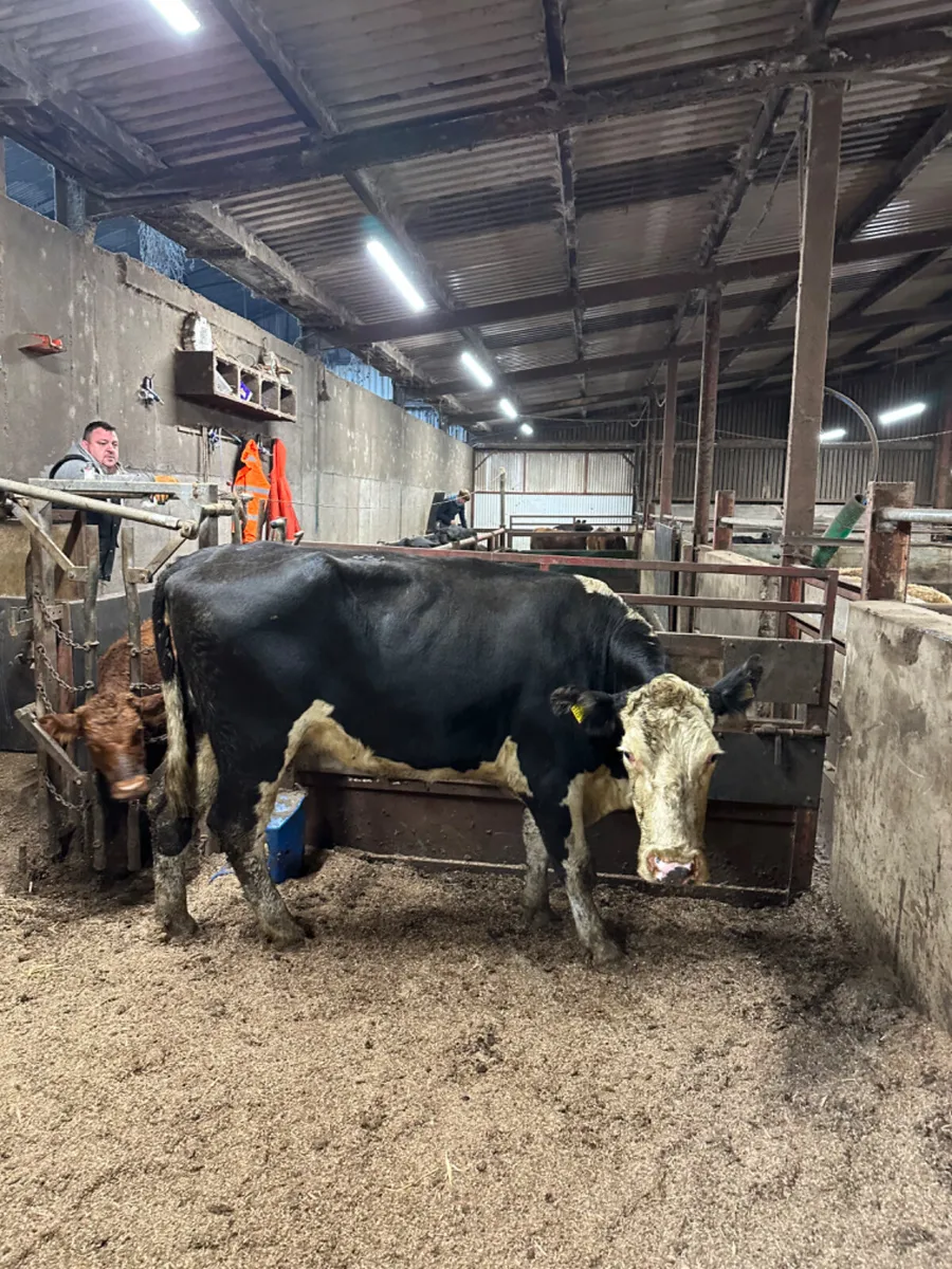 Hereford springing heifer - Image 4