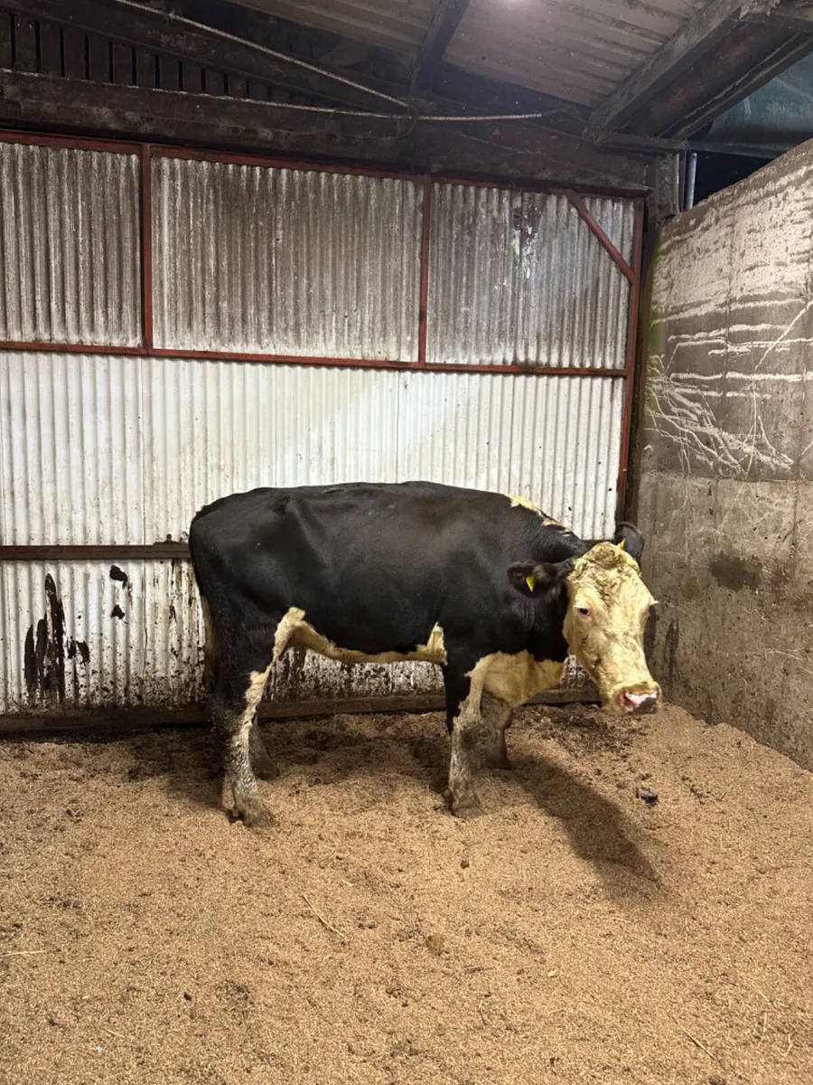 Hereford springing heifer - Image 1