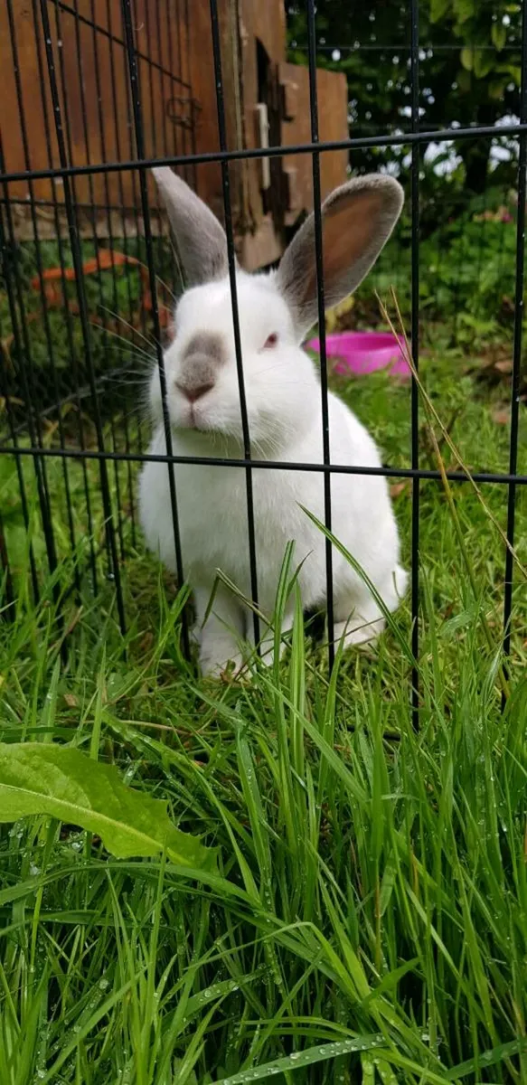 Bunnies/rabbits ⭐⭐!!Two left!!⭐⭐ - Image 2