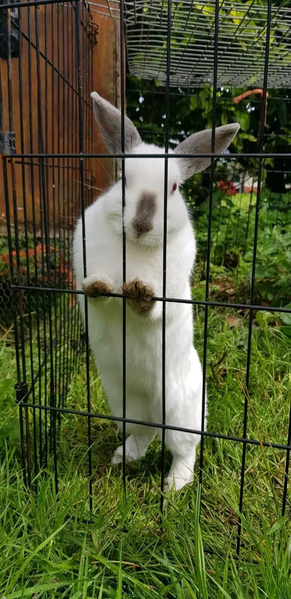 Bunnies/rabbits ⭐⭐!!Two left!!⭐⭐ - Image 4