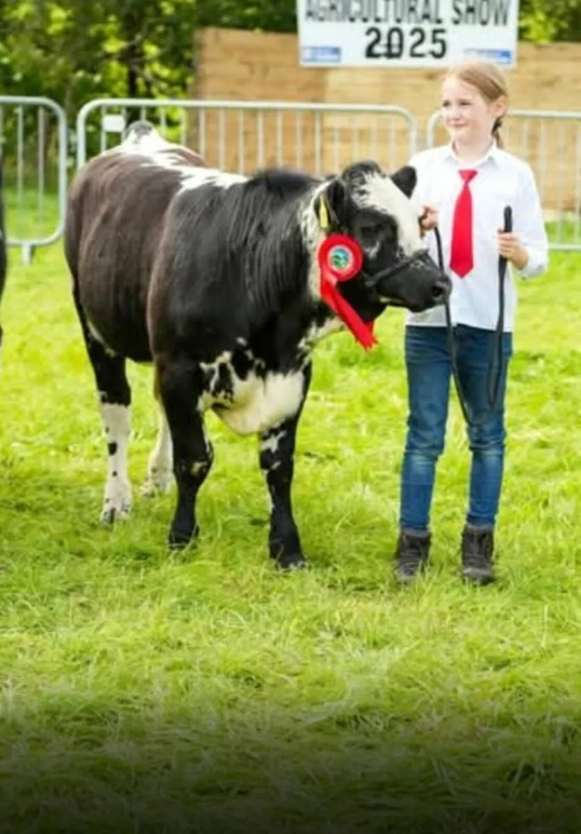 Pedigree Droimeann - Image 4