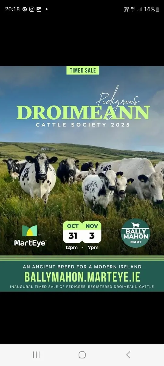 Pedigree Droimeann - Image 3