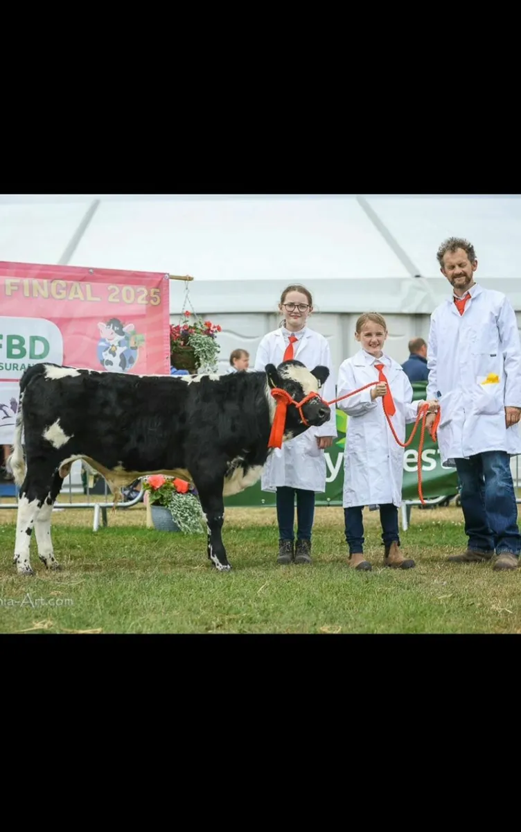 Pedigree Droimeann - Image 1