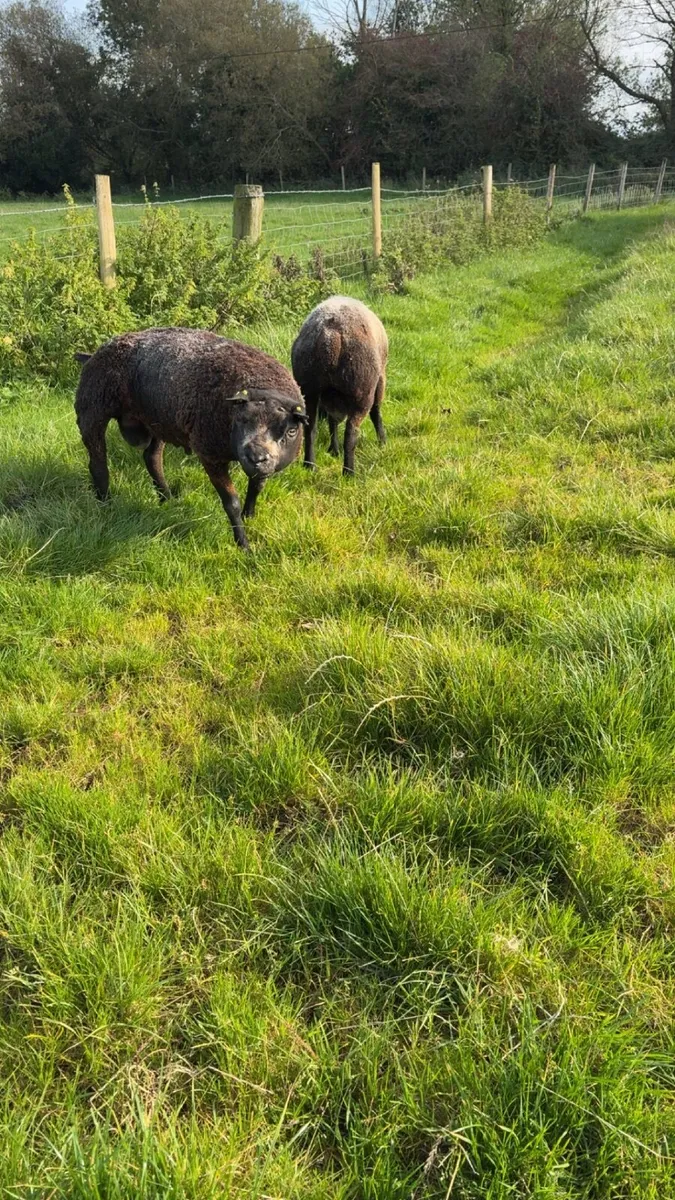 Blue Texel - Image 1