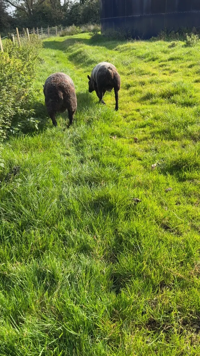 Blue Texel - Image 2