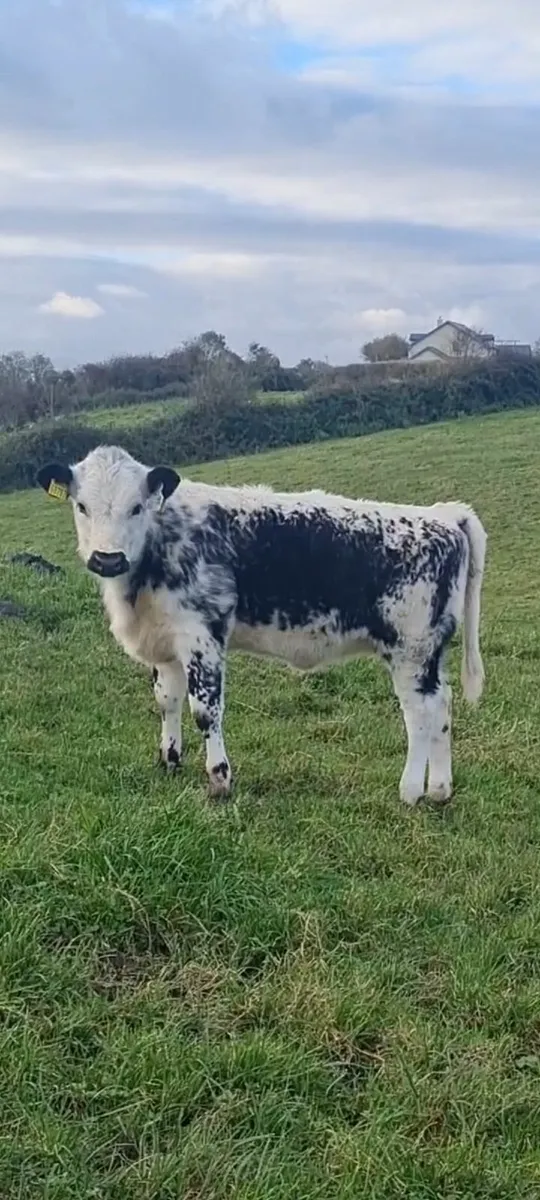 Pedigree Droimeann - Image 2