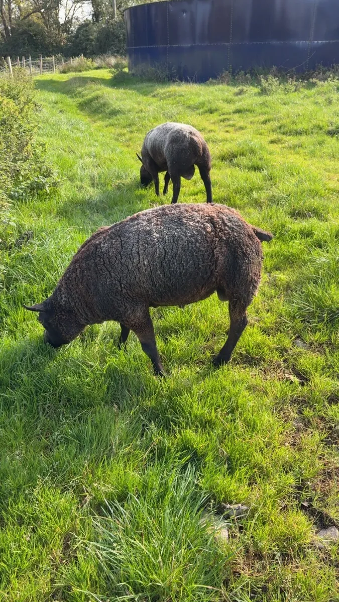 Blue Texel - Image 3