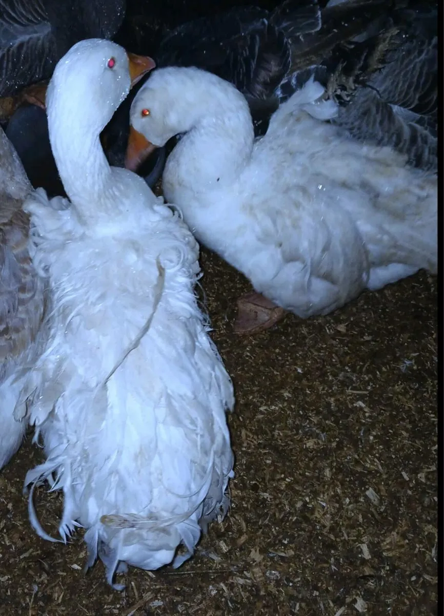 PB Sebastabol ( one pair remaining) - Image 4