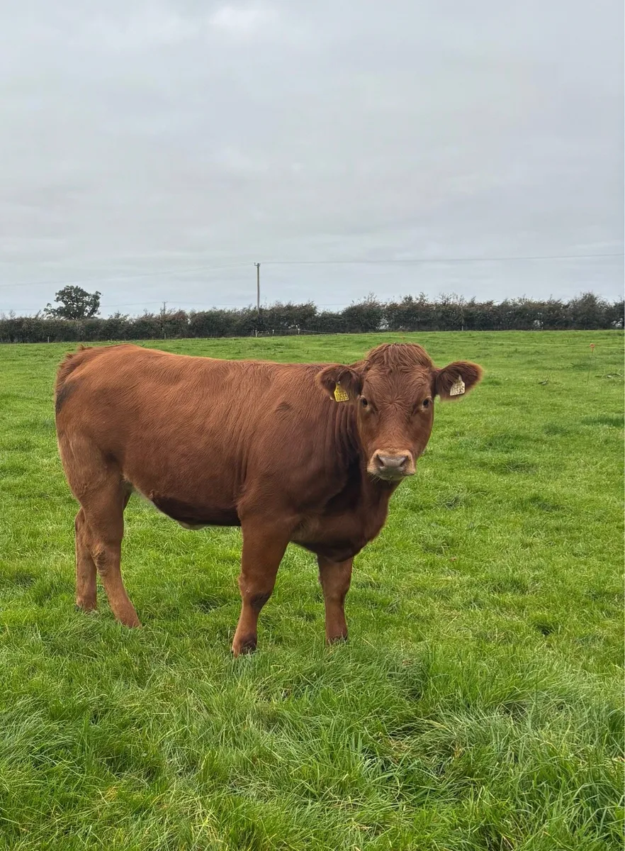 5 Star Limousine Heifer - Image 1