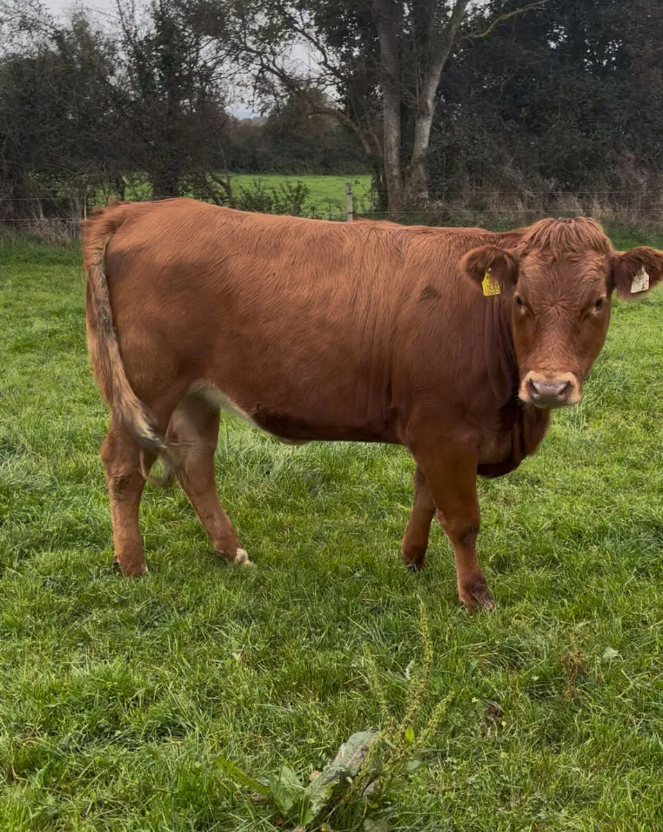 5 Star Limousine Heifer - Image 2