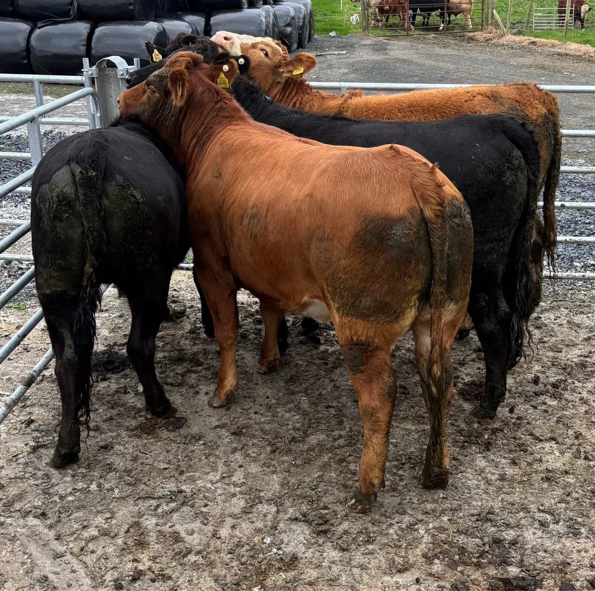 5 Star Limousine Heifer - Image 3