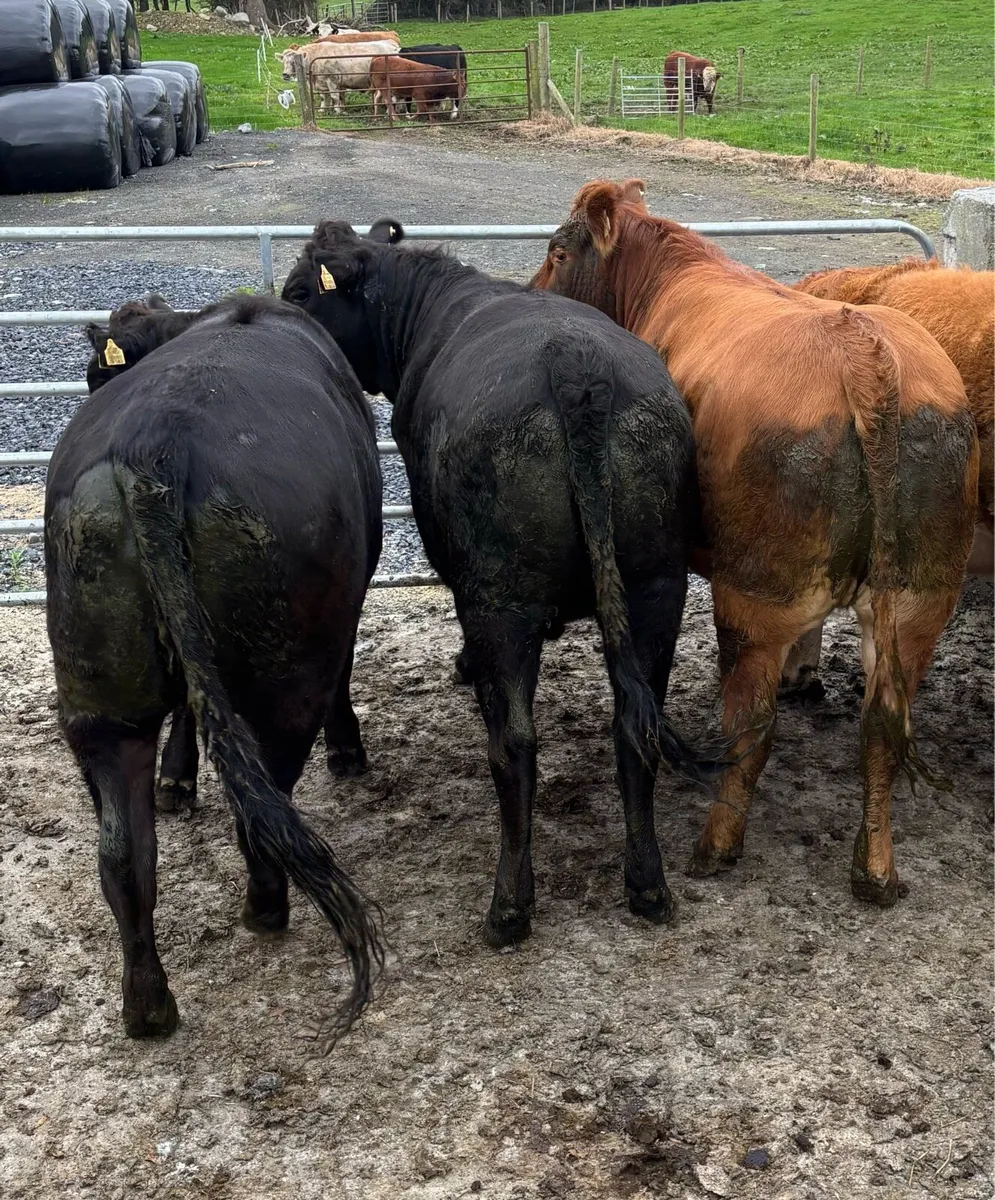 5 Star Limousine Heifer - Image 4