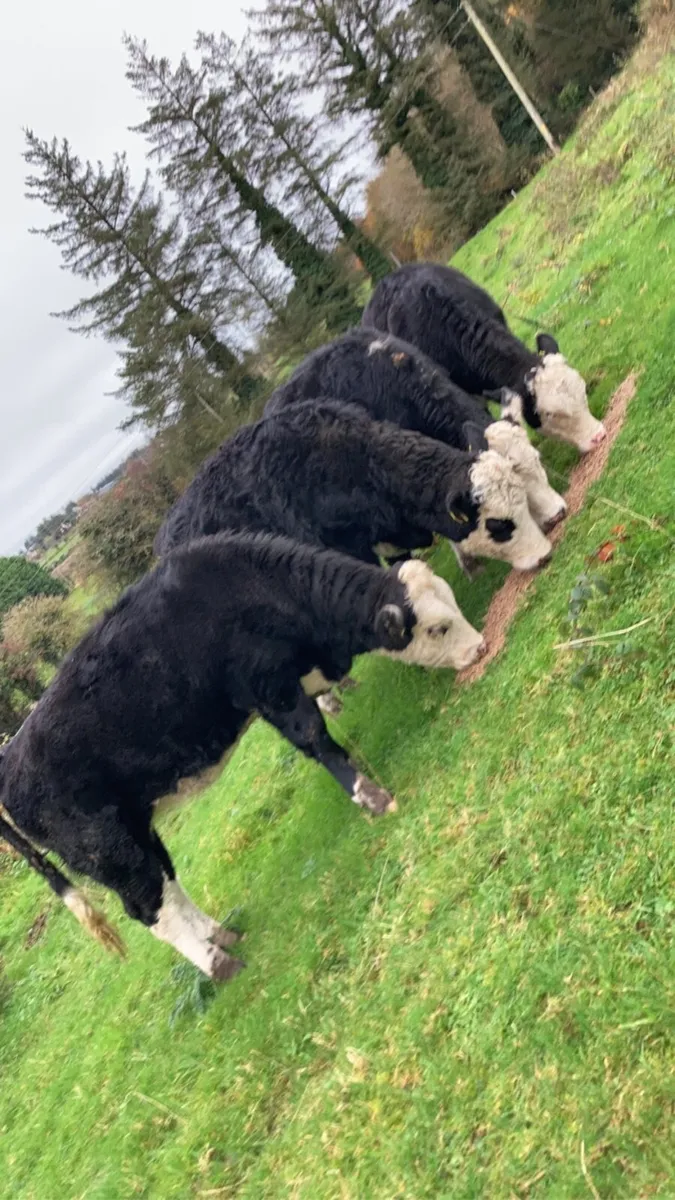 4 Organic Hereford Heifers - Image 1