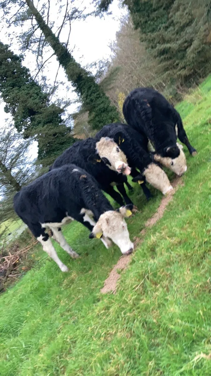4 Organic Hereford Heifers - Image 2