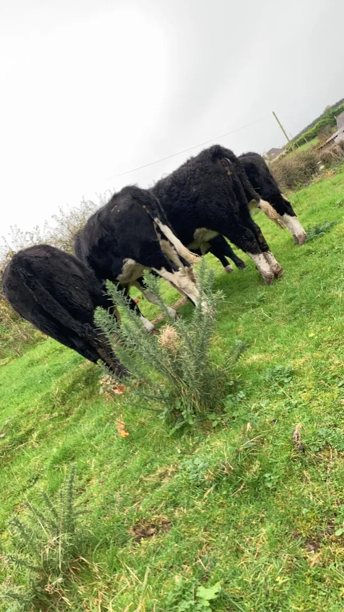 4 Organic Hereford Heifers - Image 3
