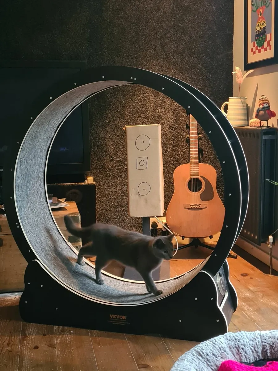 Cat exercise wheel.