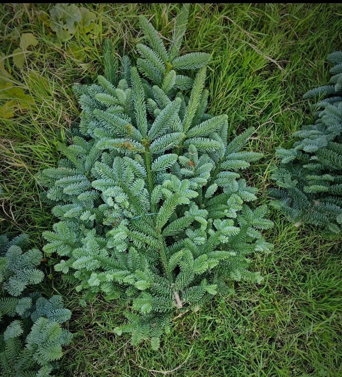 Noble fir Foliage Wreaths bundles - Image 1