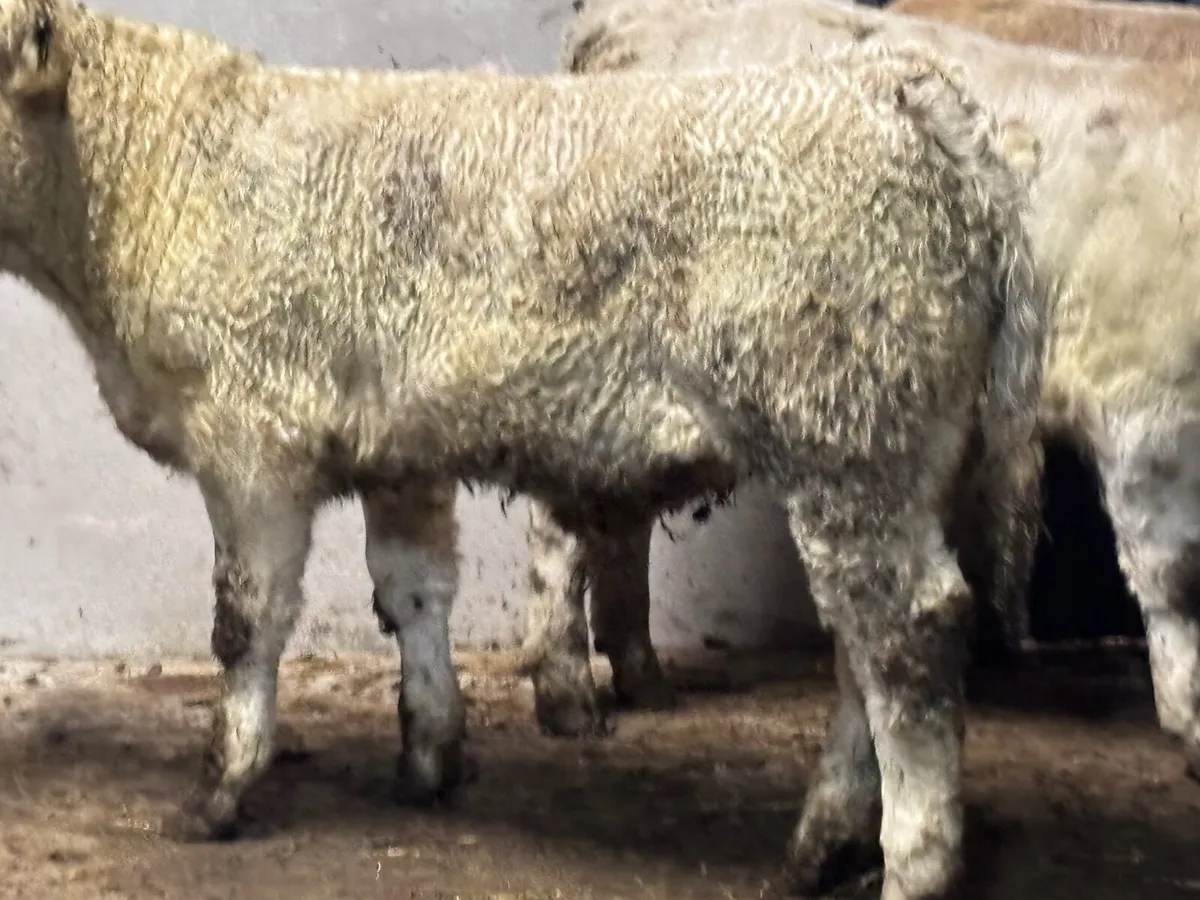 3 smashing Charlaois bull Weanlings for sale - Image 2