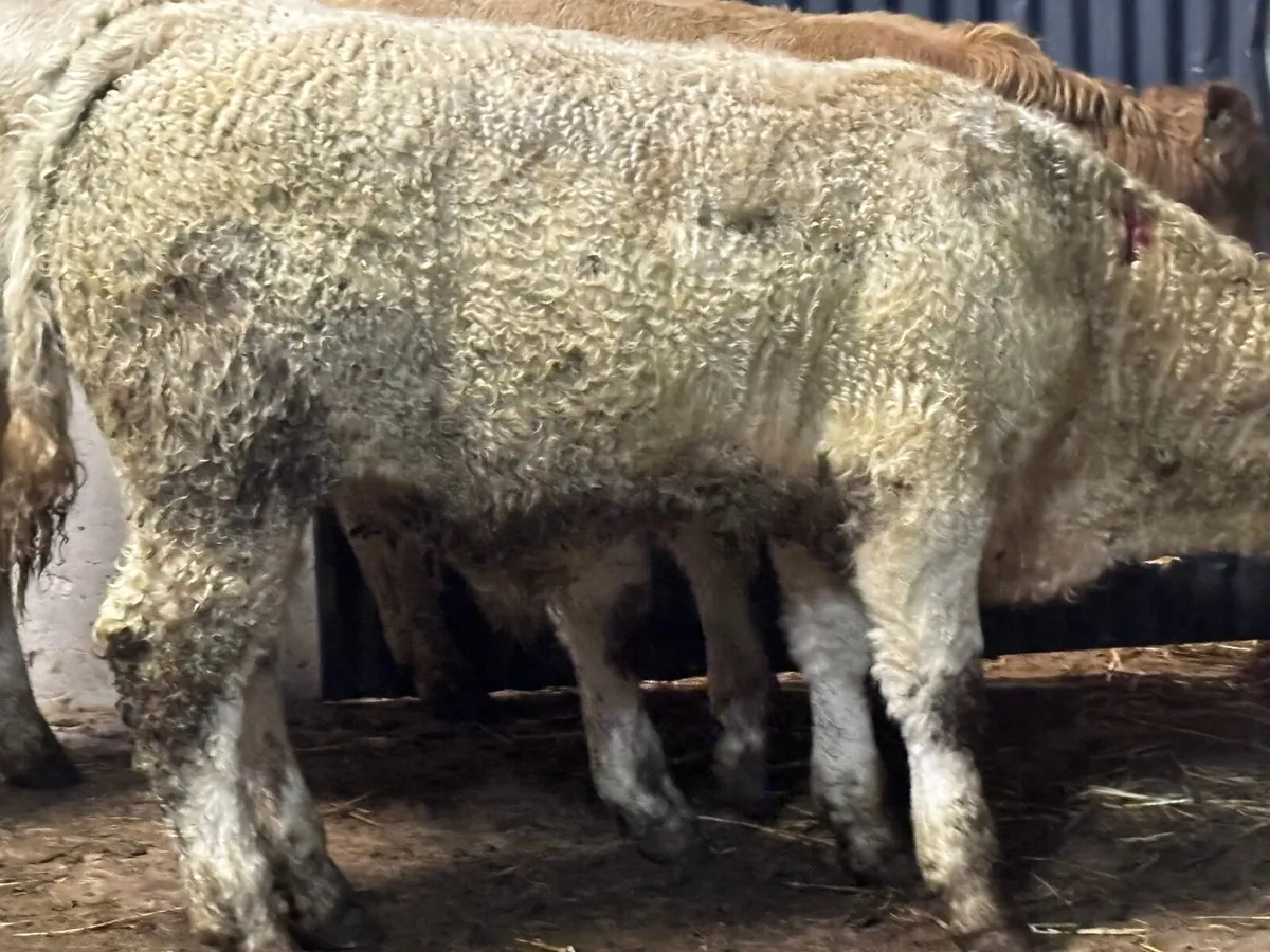 3 smashing Charlaois bull Weanlings for sale - Image 3