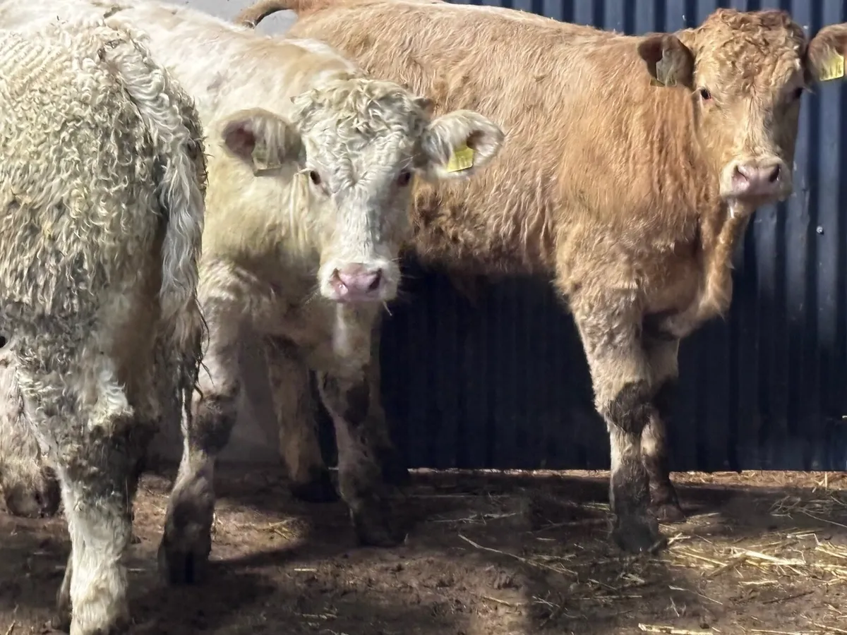 3 smashing Charlaois bull Weanlings for sale - Image 4