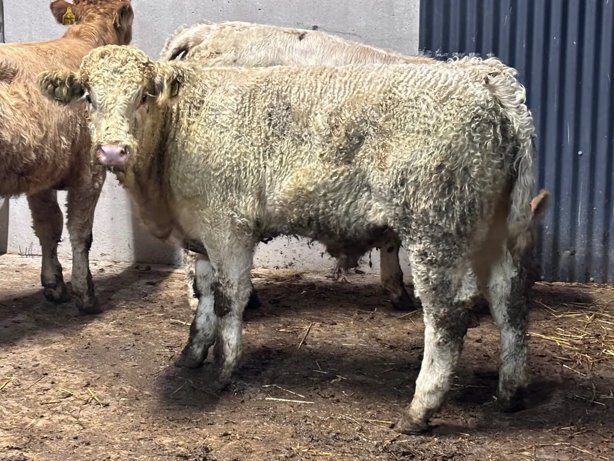 3 smashing Charlaois bull Weanlings for sale - Image 1
