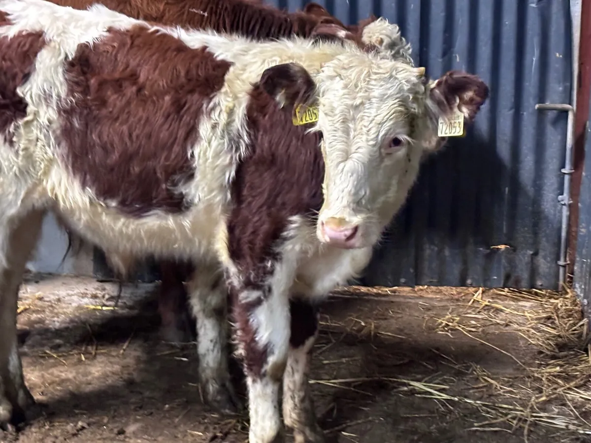 6 bull Weanlings for sale @€925 - Image 2