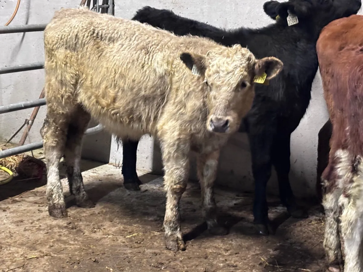 6 bull Weanlings for sale @€925 - Image 3