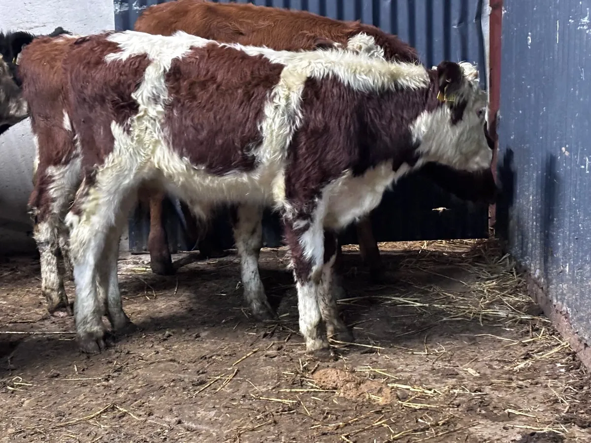 6 bull Weanlings for sale @€925 - Image 4