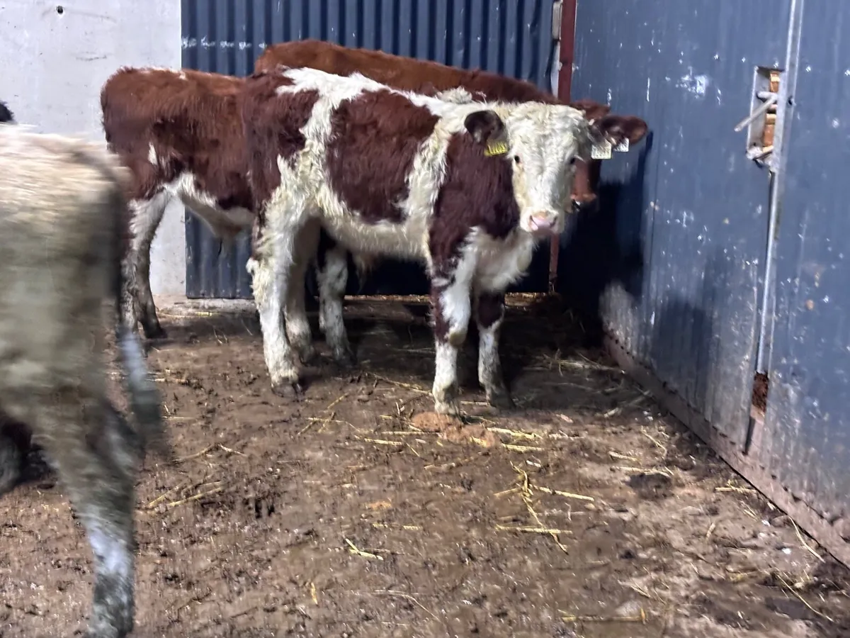 6 bull Weanlings for sale @€925 - Image 1