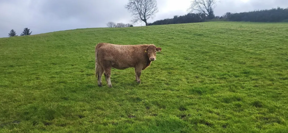 5 Super Heifers - Image 3