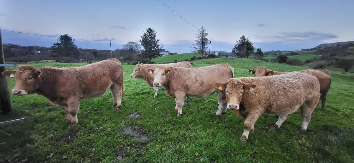 5 Super Heifers - Image 2
