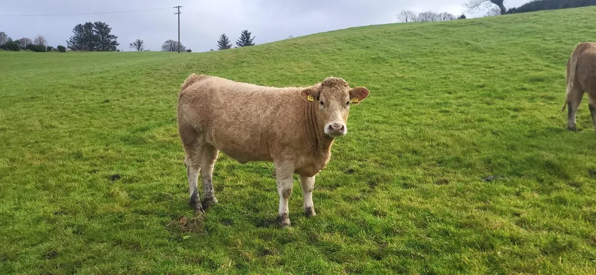 5 Super Heifers - Image 4