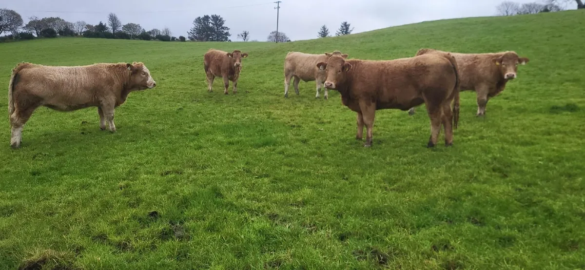 5 Super Heifers - Image 1