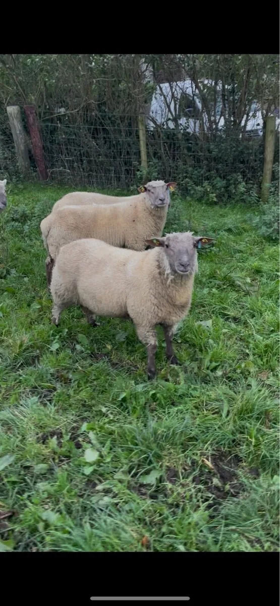 ⭐️⭐️SIS Vendeen⭐️⭐️ - Image 2