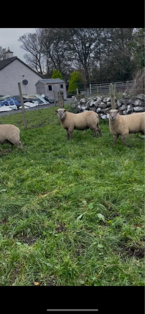 ⭐️⭐️SIS Vendeen⭐️⭐️ - Image 3