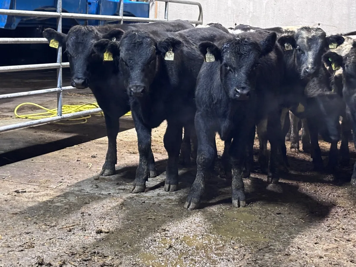 12 ANGUS & BELGIUM BLUE BULL WEANLINGS FOR SALE - Image 1