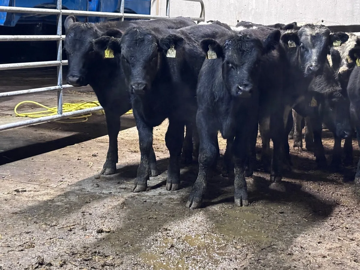 12 ANGUS & BELGIUM BLUE BULL WEANLINGS FOR SALE - Image 2