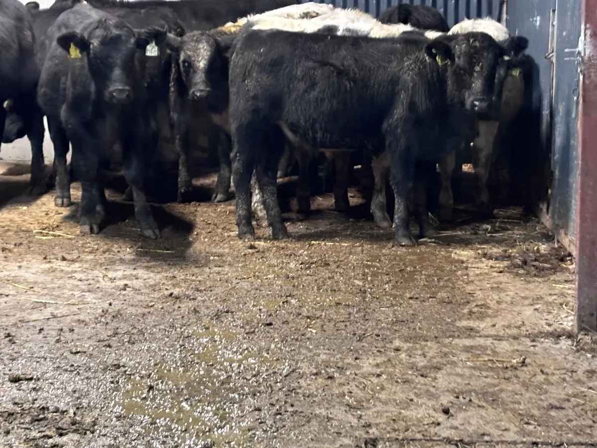 12 ANGUS & BELGIUM BLUE BULL WEANLINGS FOR SALE - Image 3