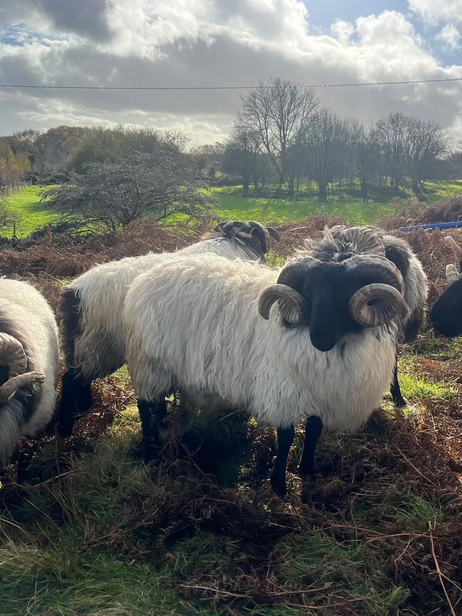 Mayo Black Faced Rams - Image 2