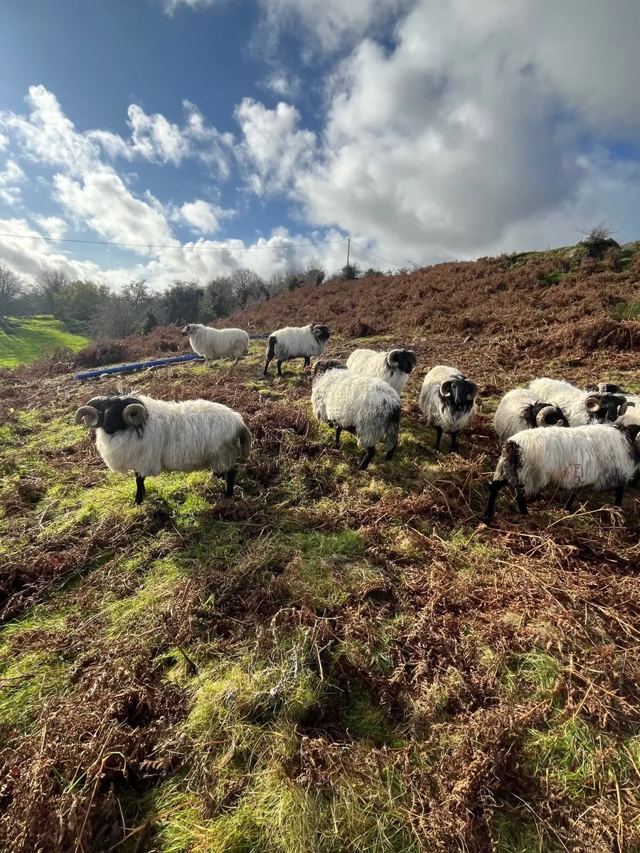 Mayo Black Faced Rams - Image 1
