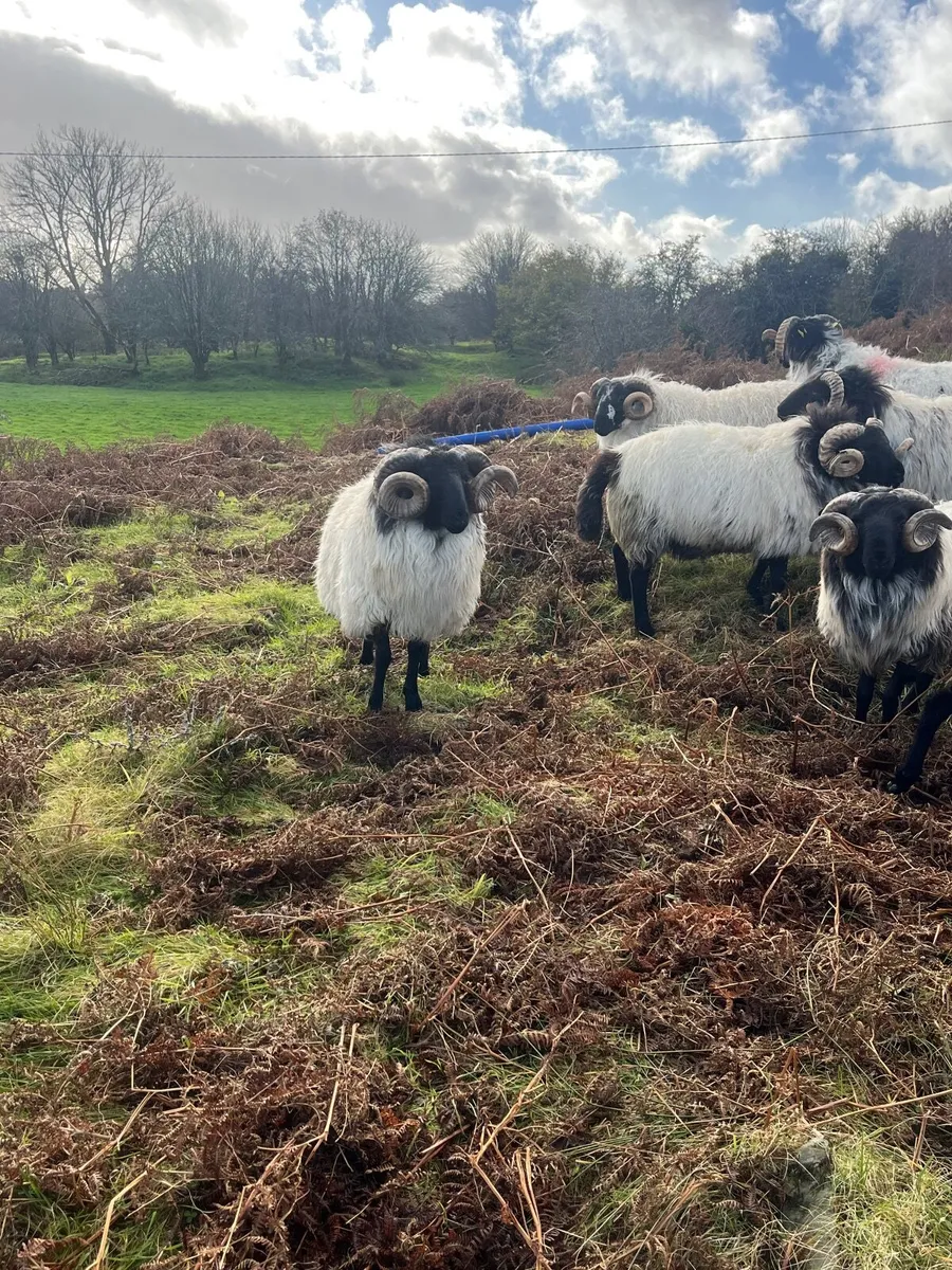 Mayo Black Faced Rams - Image 3