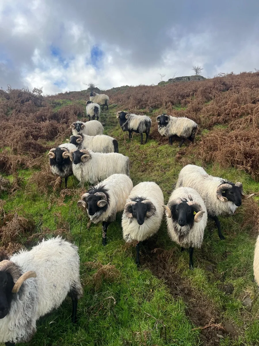 Mayo Black Faced Rams - Image 4