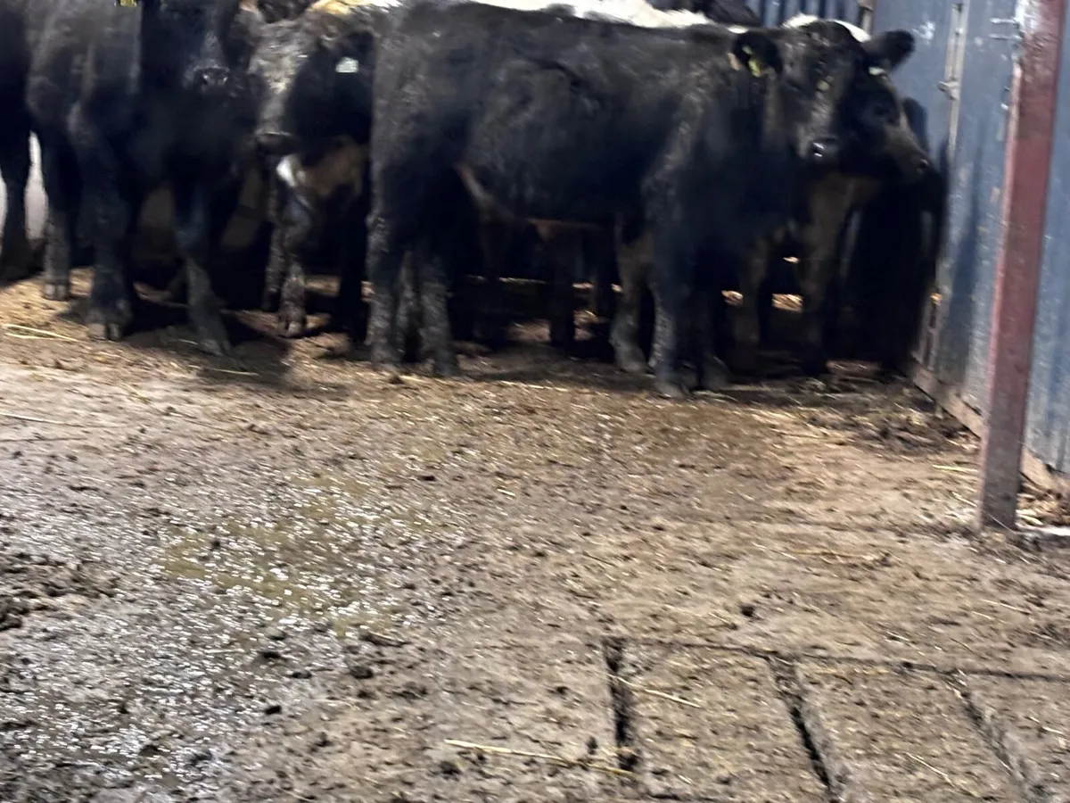 12 ANGUS & BELGIUM BLUE BULL WEANLINGS FOR SALE - Image 4