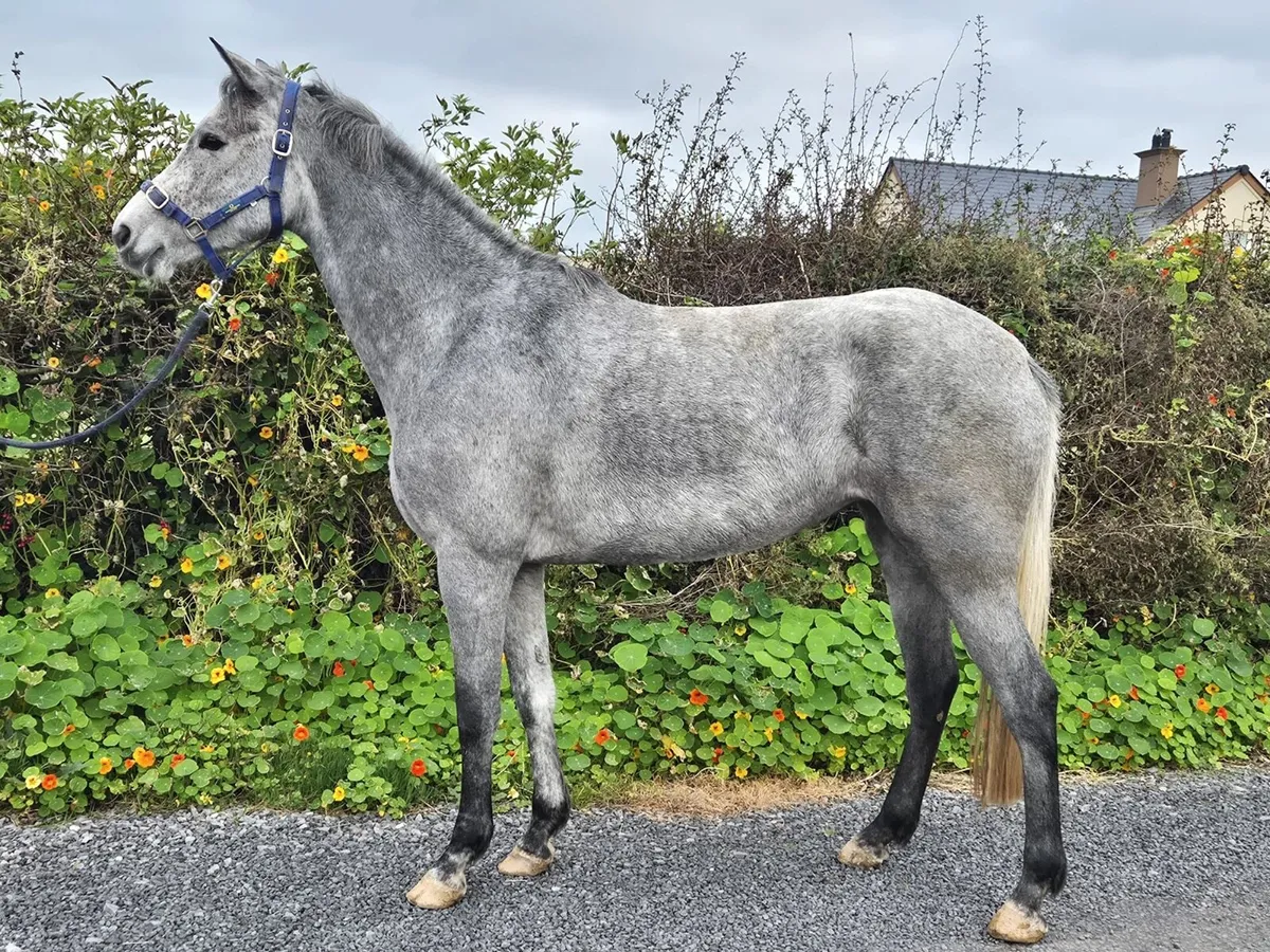 4 year old Filly - Image 1