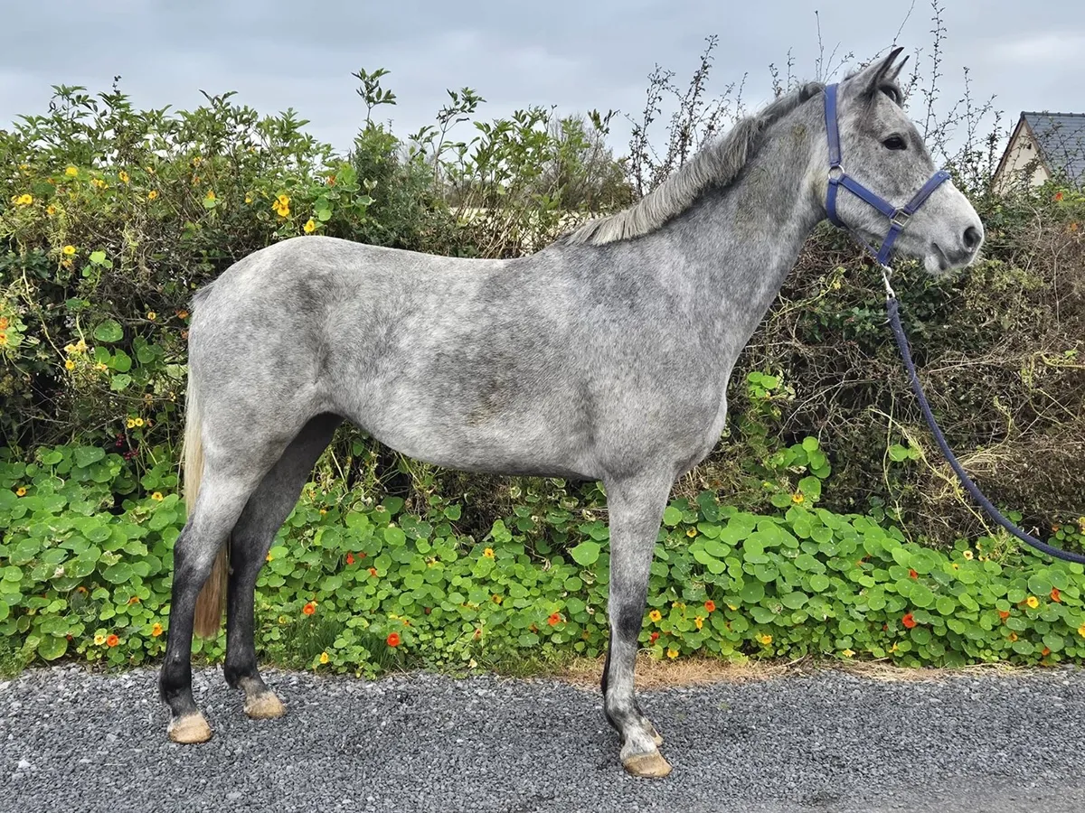 4 year old Filly - Image 2