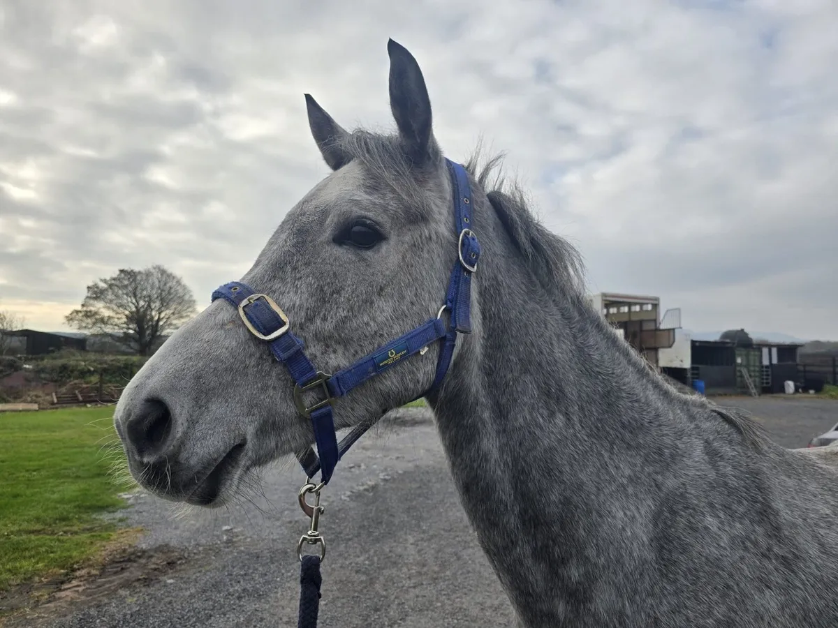 4 year old Filly - Image 3