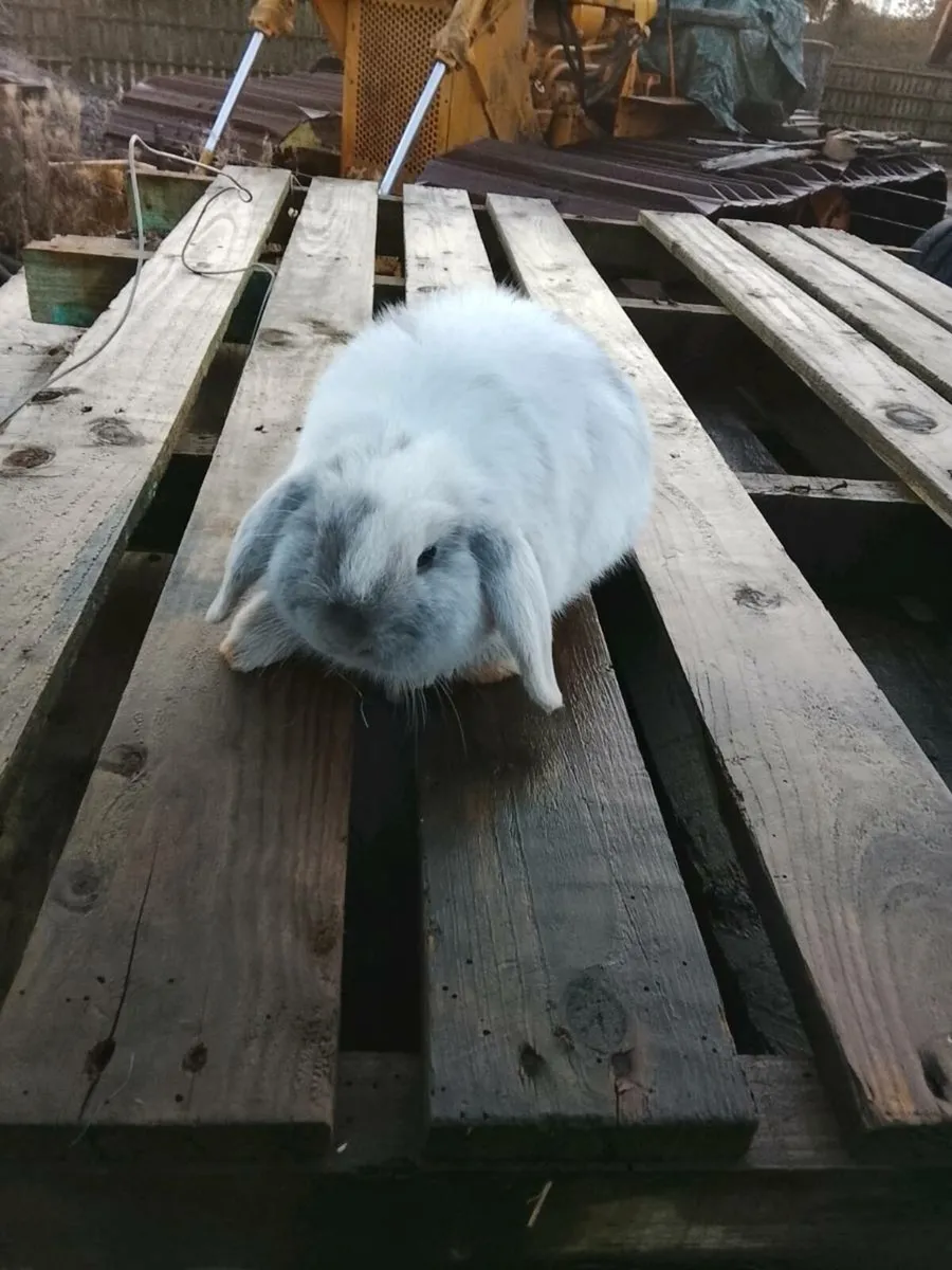 2 female bunnies - Image 1
